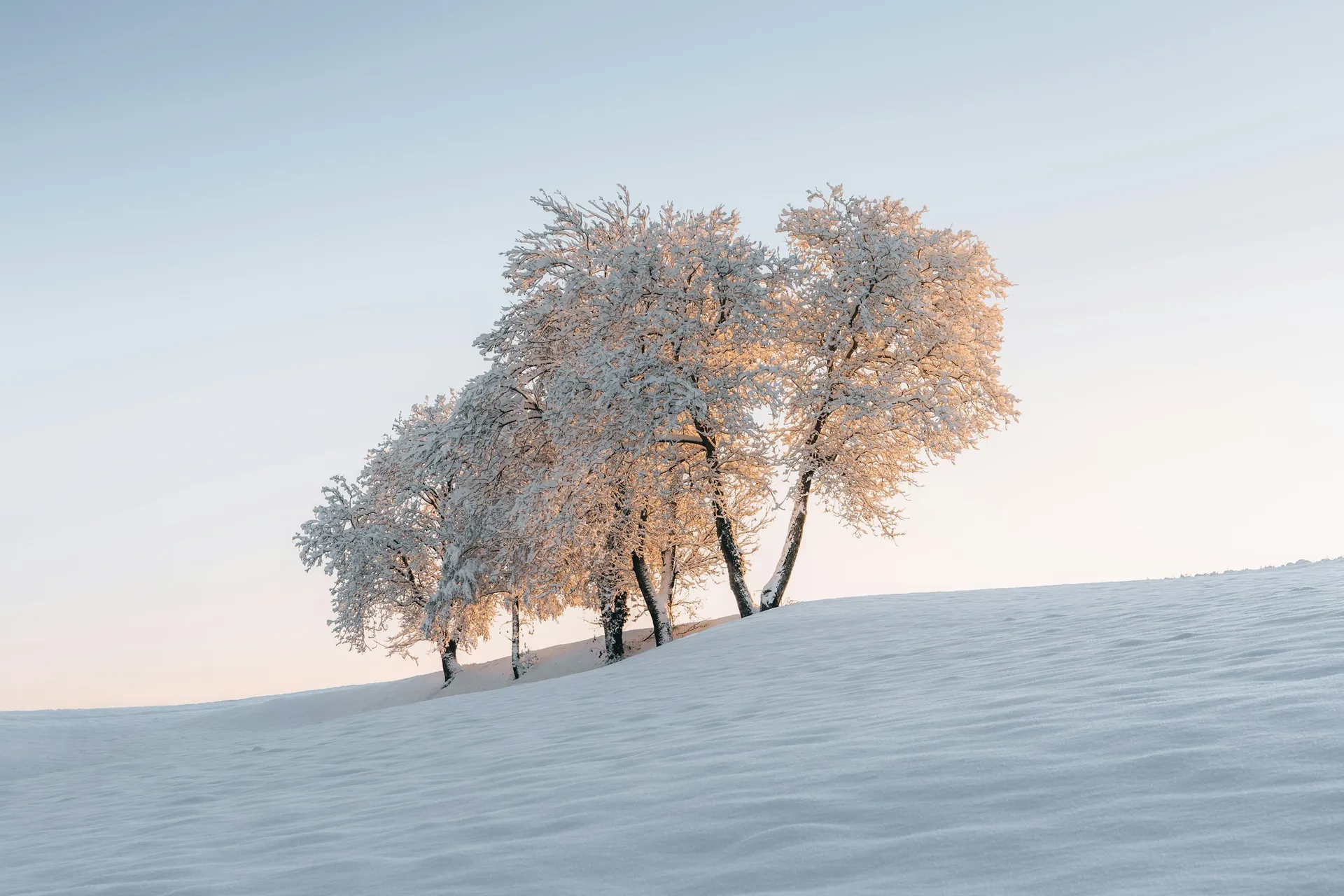 Snow-covered trees at sunrise